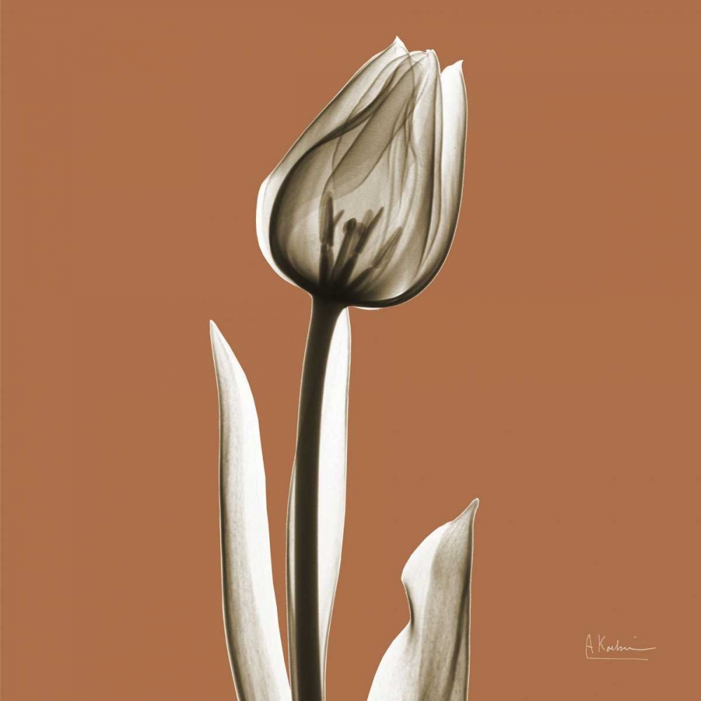 Squash Tulip art print by Albert Koetsier for $57.95 CAD