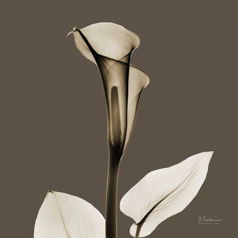Slate Calla art print by Albert Koetsier for $57.95 CAD