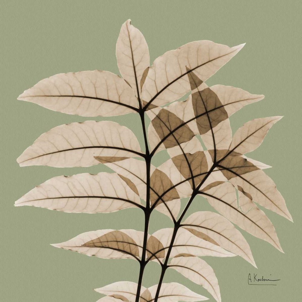 Tree Of Heaven art print by Albert Koetsier for $57.95 CAD