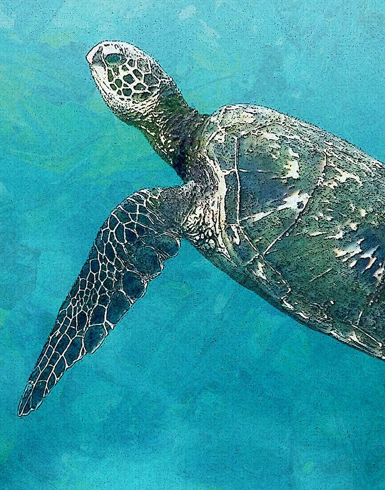 Sea Turtle 3 art print by Ann Bailey for $57.95 CAD