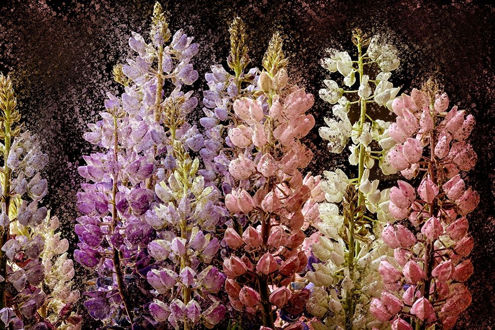 Summer Lupine art print by Ann Bailey for $57.95 CAD