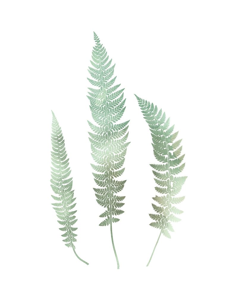 Watercolor Fern 3 art print by Ann Bailey for $57.95 CAD