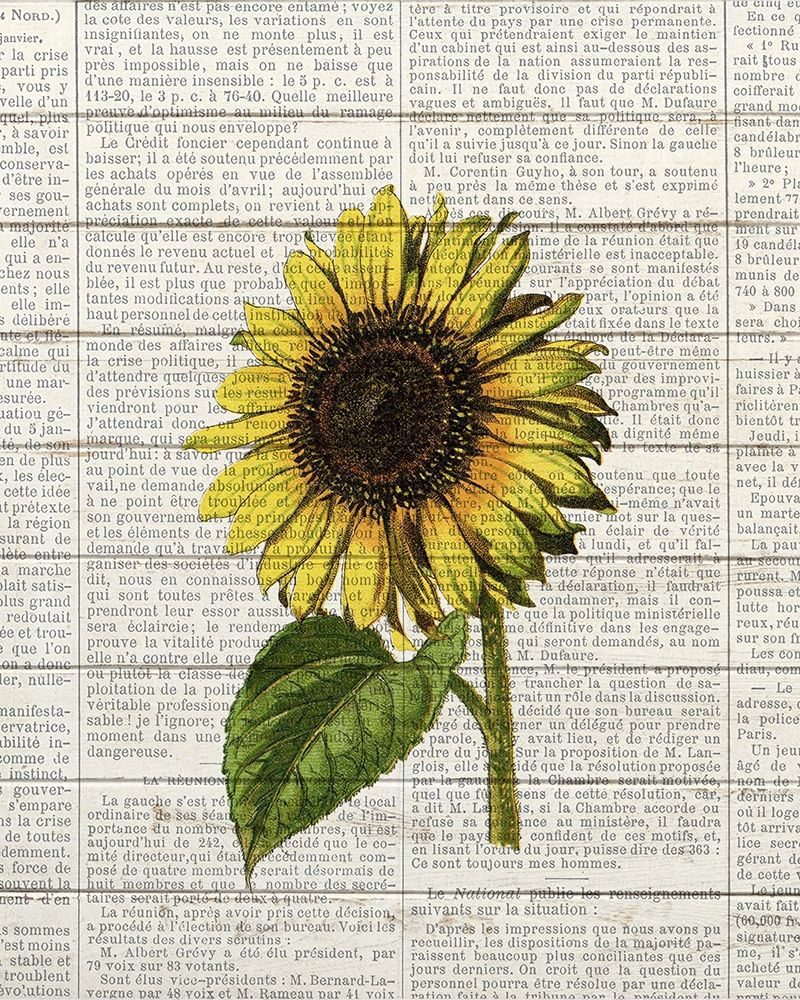 Sunflower Print 2 art print by Ann Bailey for $57.95 CAD
