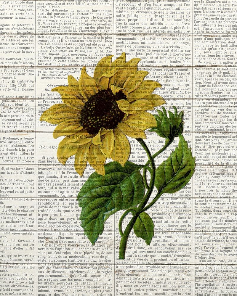 Sunflower Print 3 art print by Ann Bailey for $57.95 CAD