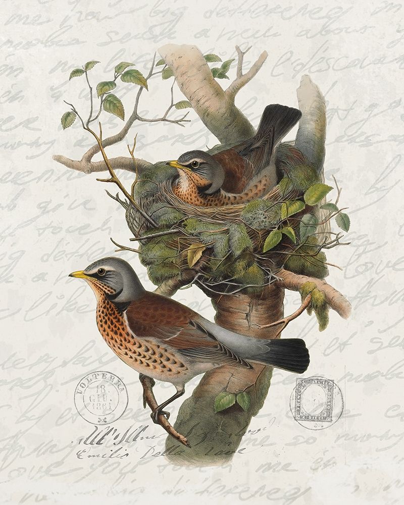 Nesting 1 art print by Ann Bailey for $57.95 CAD