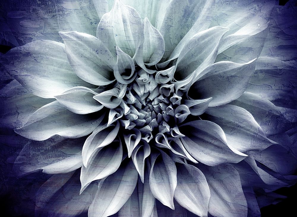 Amethyst Bloom art print by Ann Bailey for $57.95 CAD