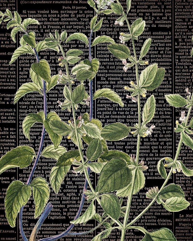 Botanical Newspaper 2 art print by Ann Bailey for $57.95 CAD