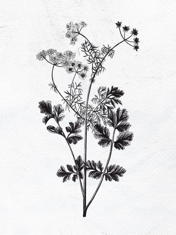Pressed Herbs 2 art print by Ann Bailey for $57.95 CAD