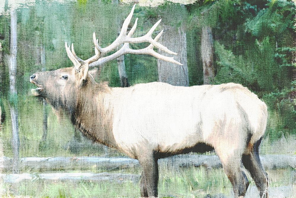 Linen Pressed Elk art print by Ann Bailey for $57.95 CAD