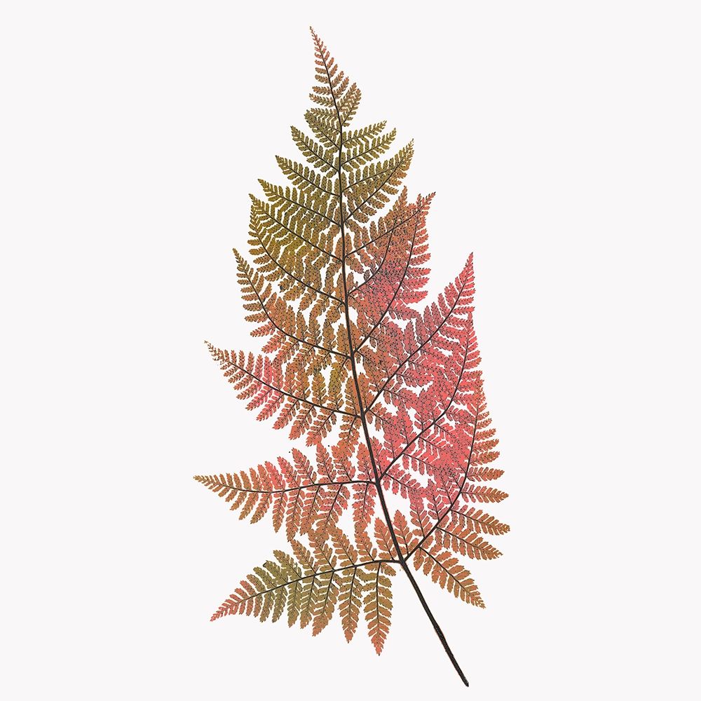 Coral Fern Gold 1 art print by Ann Bailey for $57.95 CAD