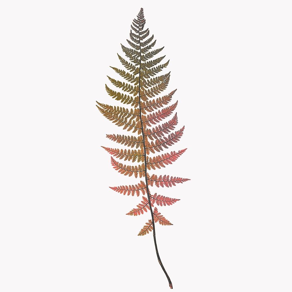 Coral Fern Gold 2 art print by Ann Bailey for $57.95 CAD