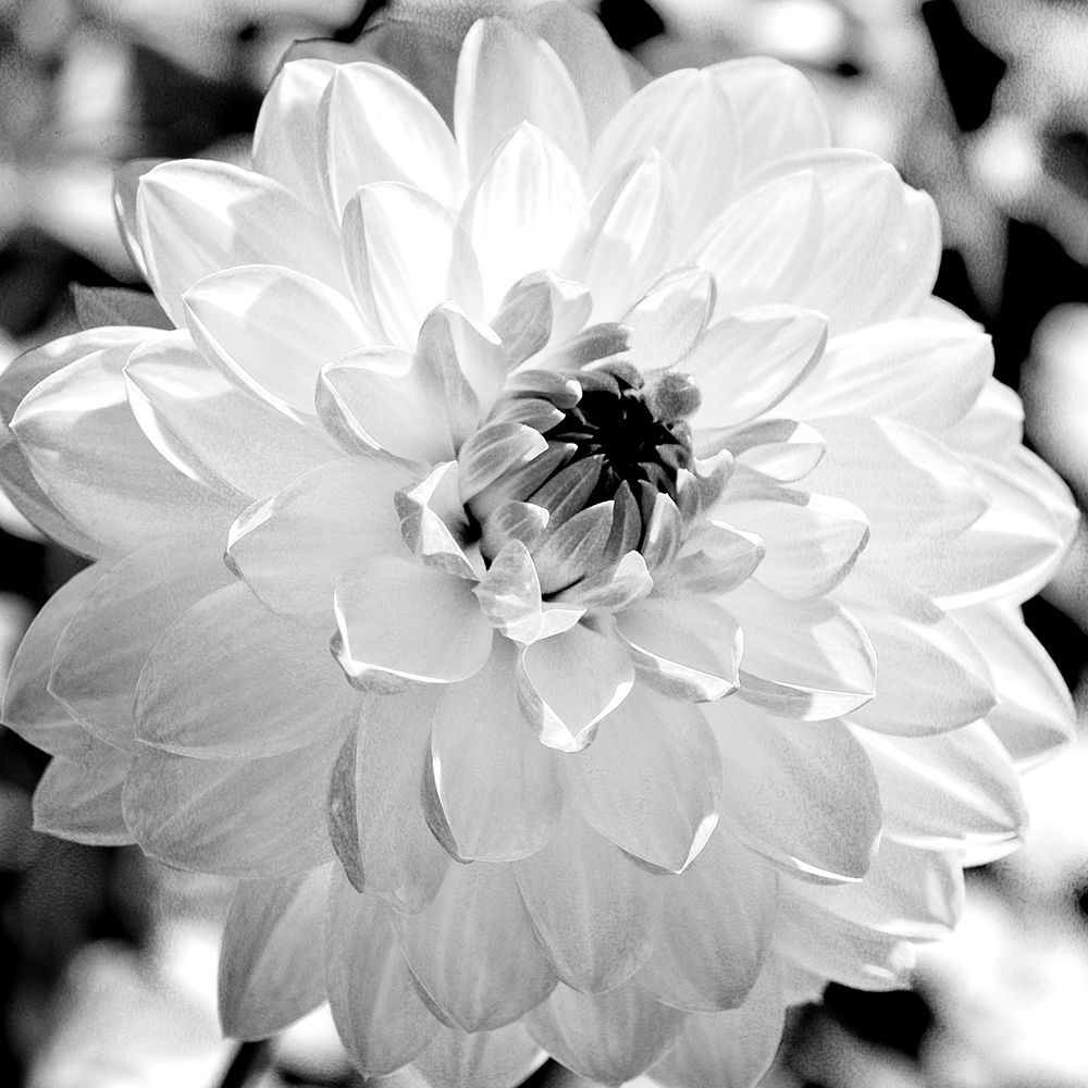 Black and White Bloom art print by Ann Bailey for $57.95 CAD