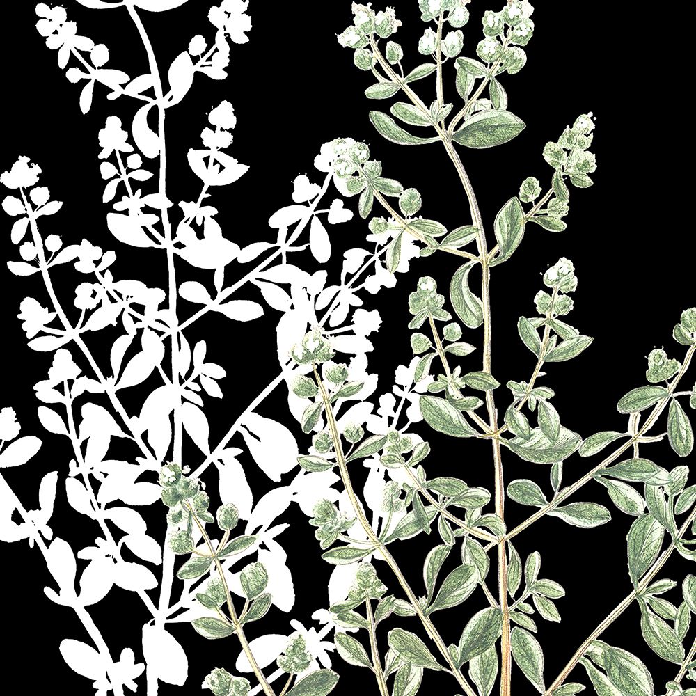 Botanical Sage and White 1 art print by Ann Bailey for $57.95 CAD