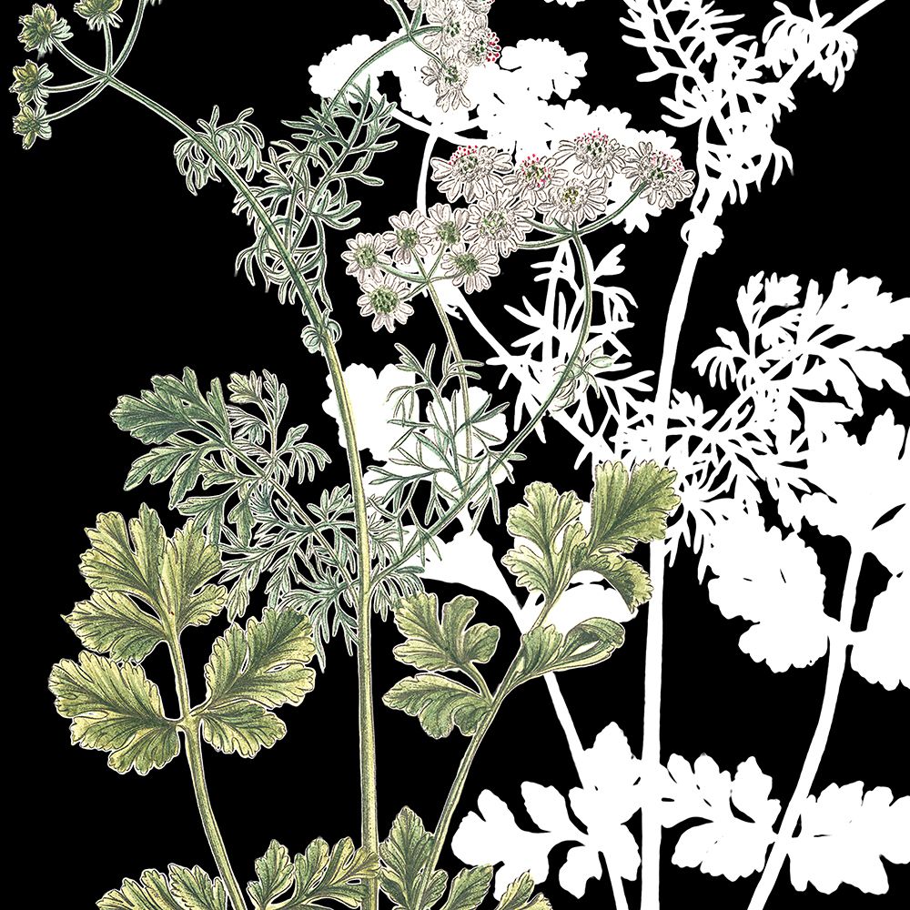 Botanical Sage and White 2 art print by Ann Bailey for $57.95 CAD