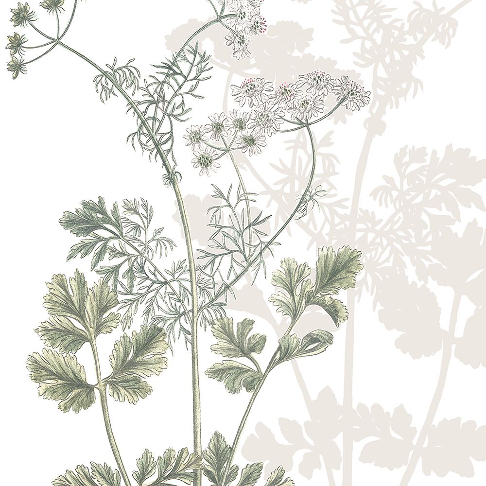 Botanical Sage And White 2 V2 art print by Ann Bailey for $57.95 CAD