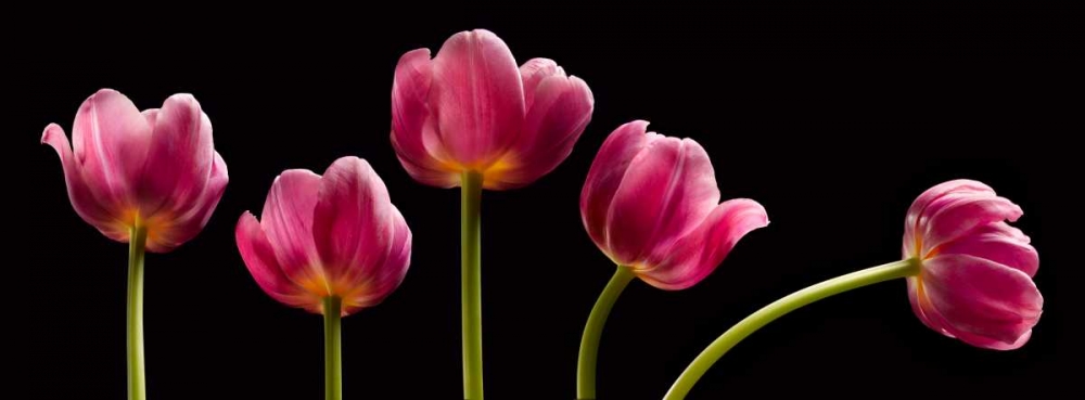 Five Tulips art print by Barry Seidman for $57.95 CAD
