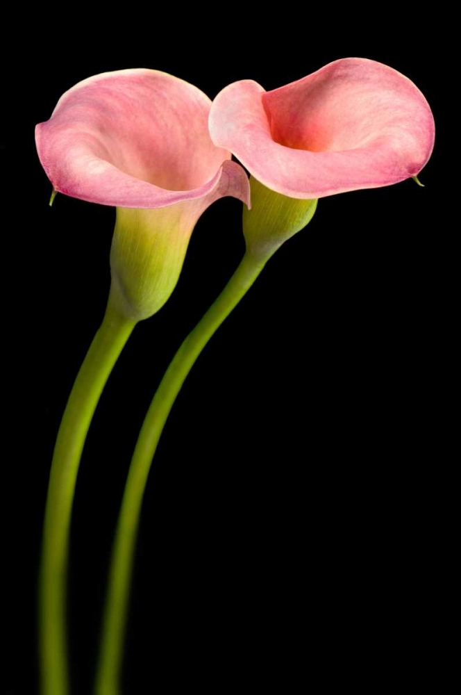 Pink Calla Lilies art print by Barry Seidman for $57.95 CAD