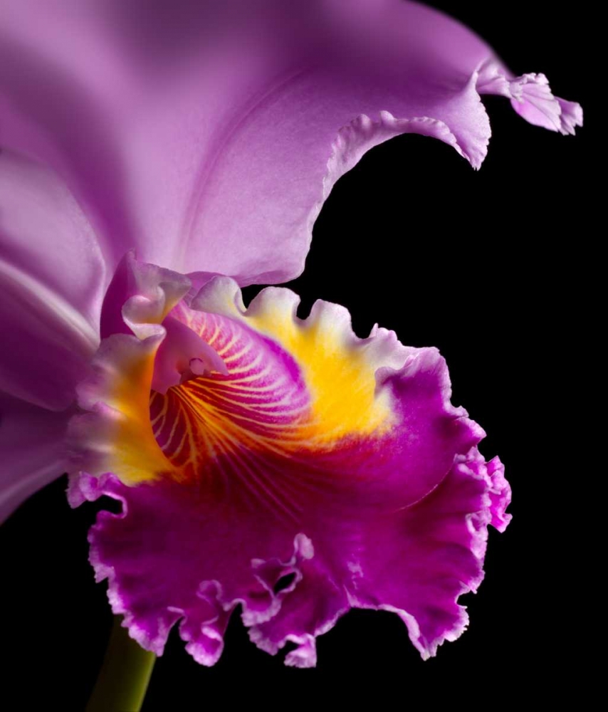 Purple Orchid art print by Barry Seidman for $57.95 CAD