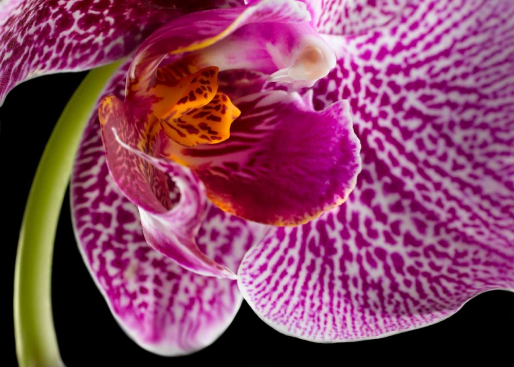 Purple Orchid 2 art print by Barry Seidman for $57.95 CAD
