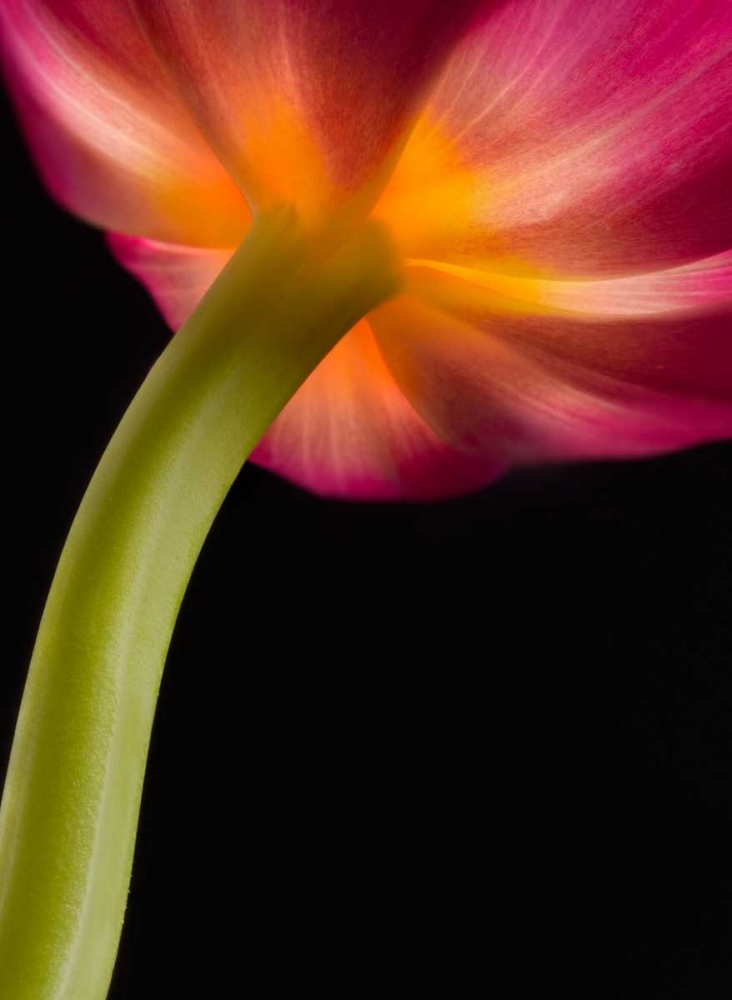 Glowing Tulip art print by Barry Seidman for $57.95 CAD