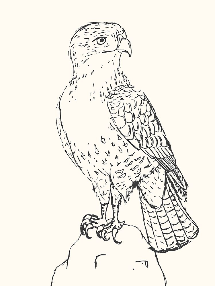 Bird Sketch Hawk art print by Sweet Melody Designs for $57.95 CAD