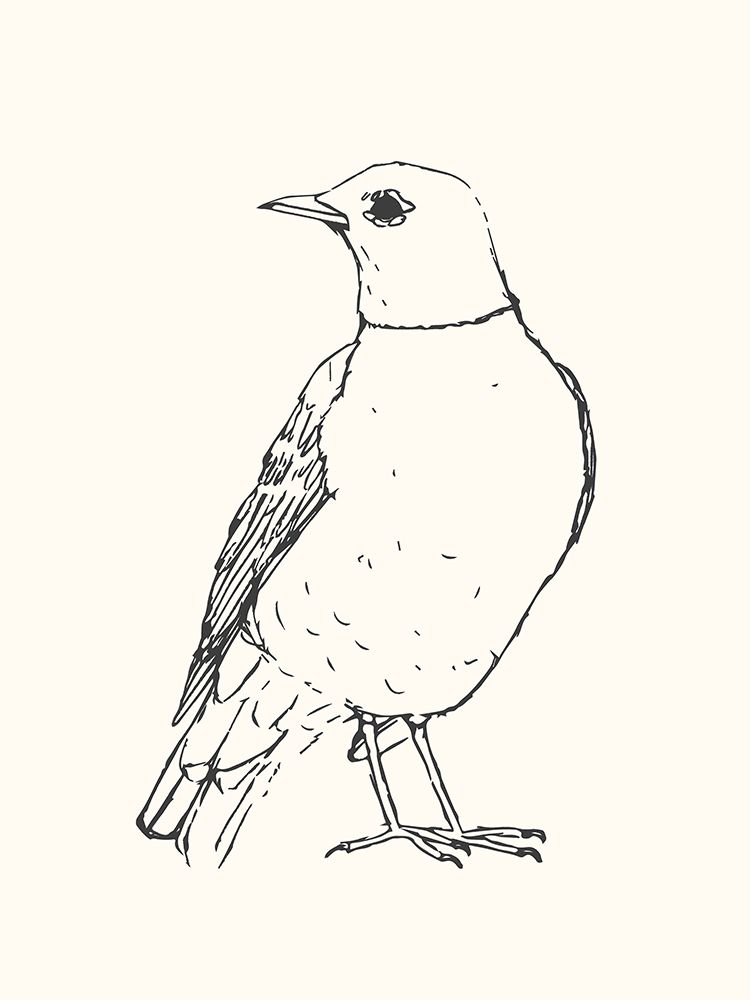 Bird Sketch Robin art print by Sweet Melody Designs for $57.95 CAD