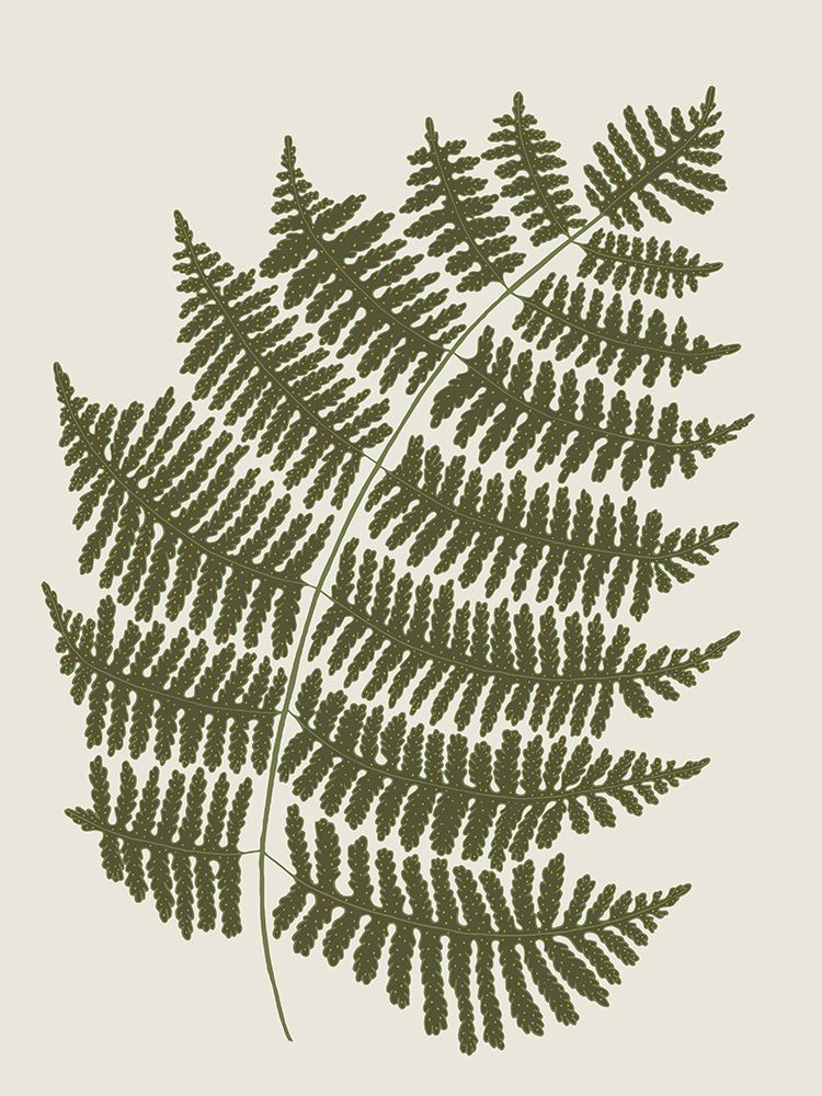 Fern 1 art print by Sweet Melody Designs for $57.95 CAD