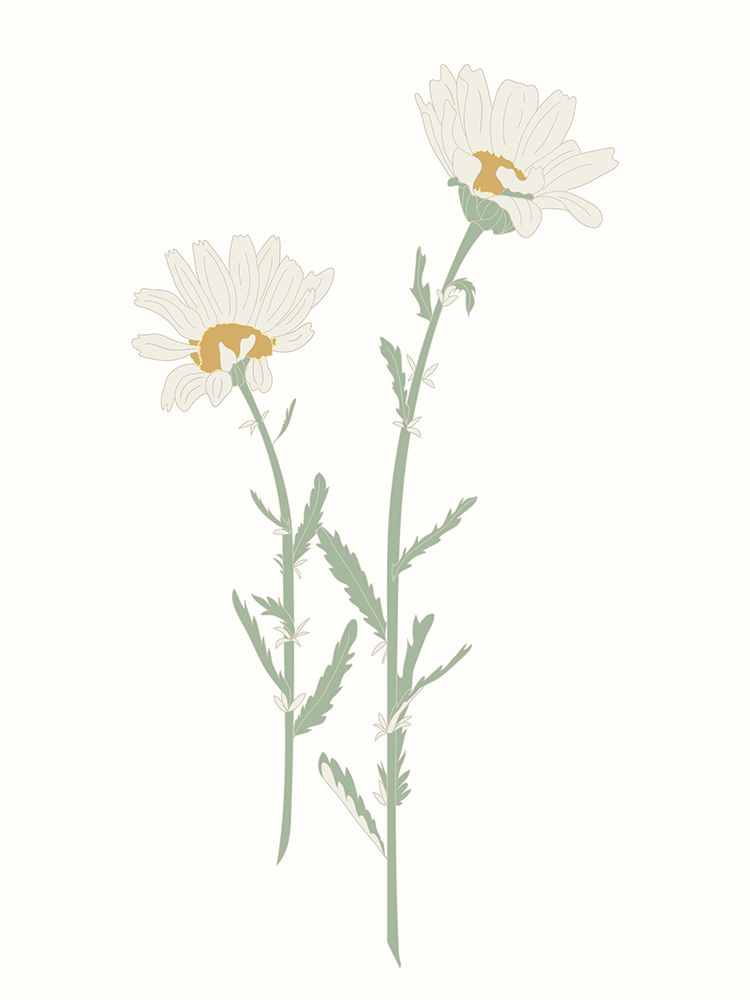 Wildflower Oxeye Daisy art print by Sweet Melody Designs for $57.95 CAD