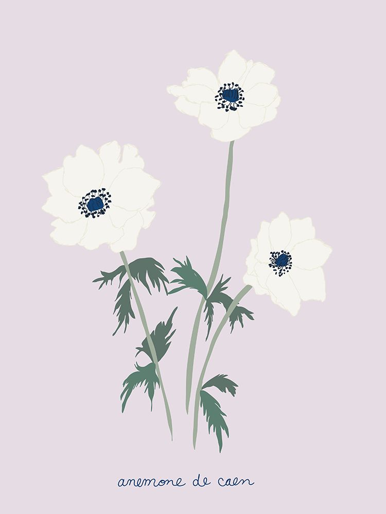 Anemone De Caen art print by Sweet Melody Designs for $57.95 CAD