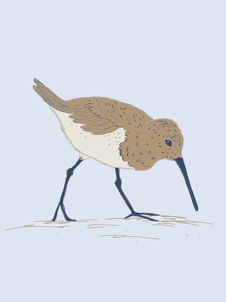 Coastal Birds Sand Piper art print by Sweet Melody Designs for $57.95 CAD