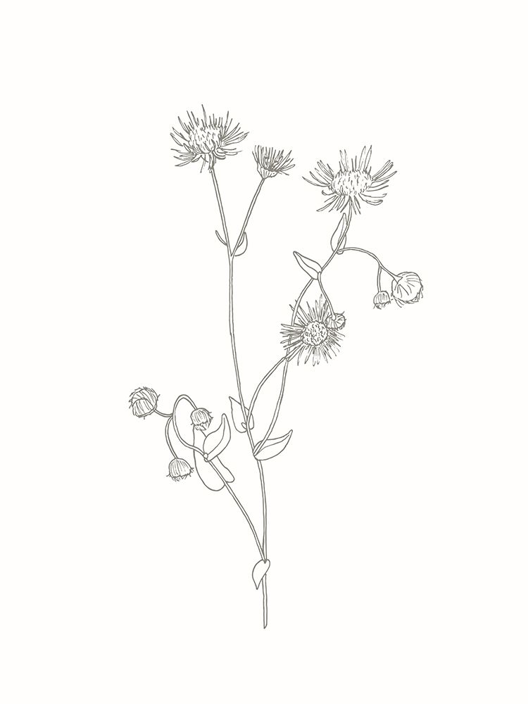Wildflower Fleabane Outline art print by Sweet Melody Designs for $57.95 CAD