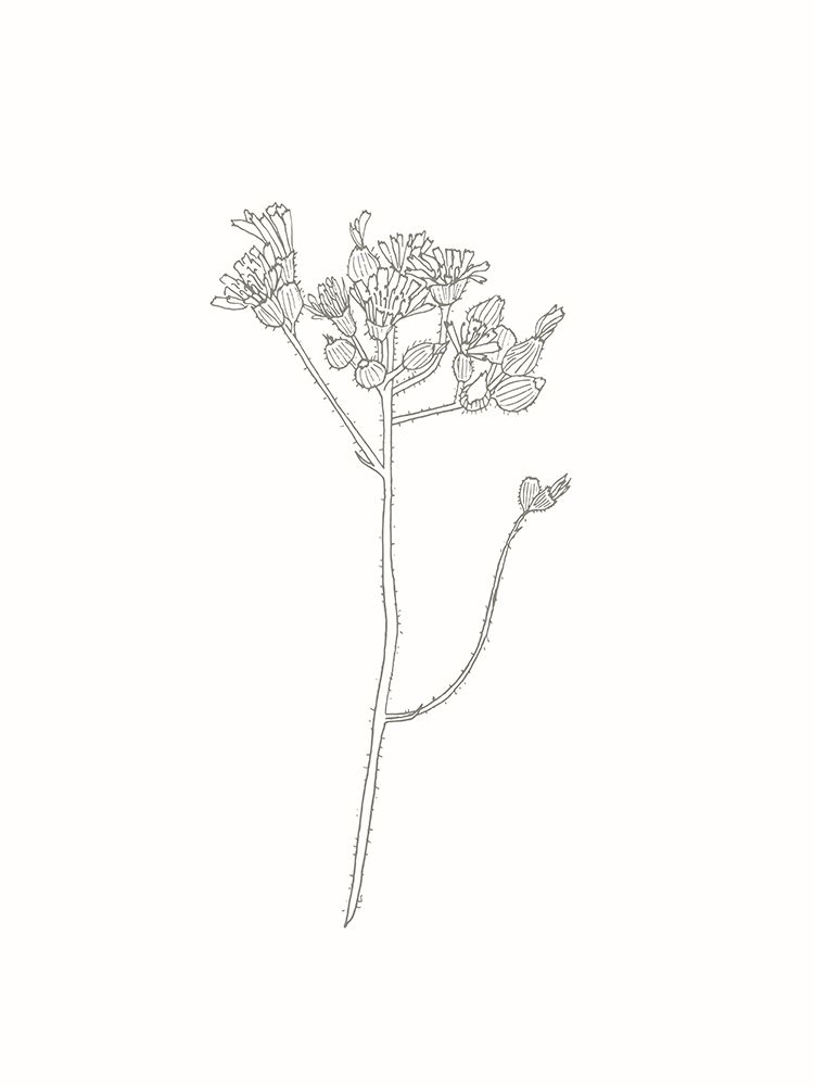 Wildflower Hawkweed Outline art print by Sweet Melody Designs for $57.95 CAD