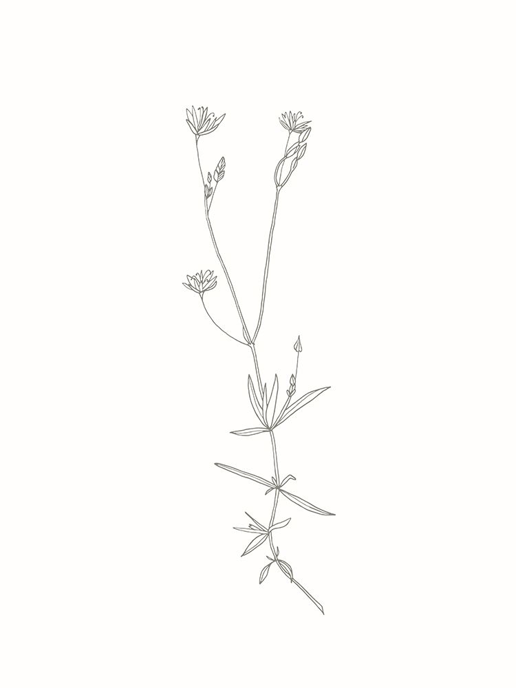 Wildflower Starwort Outline art print by Sweet Melody Designs for $57.95 CAD