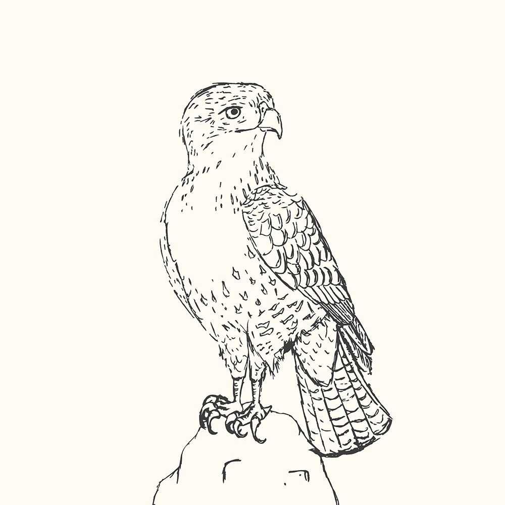 Bird Sketch Hawk art print by Sweet Melody Designs for $57.95 CAD