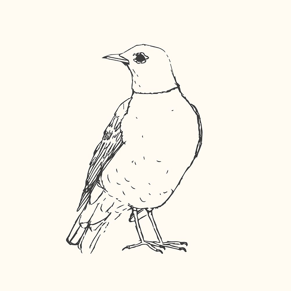 Bird Sketch Robin art print by Sweet Melody Designs for $57.95 CAD