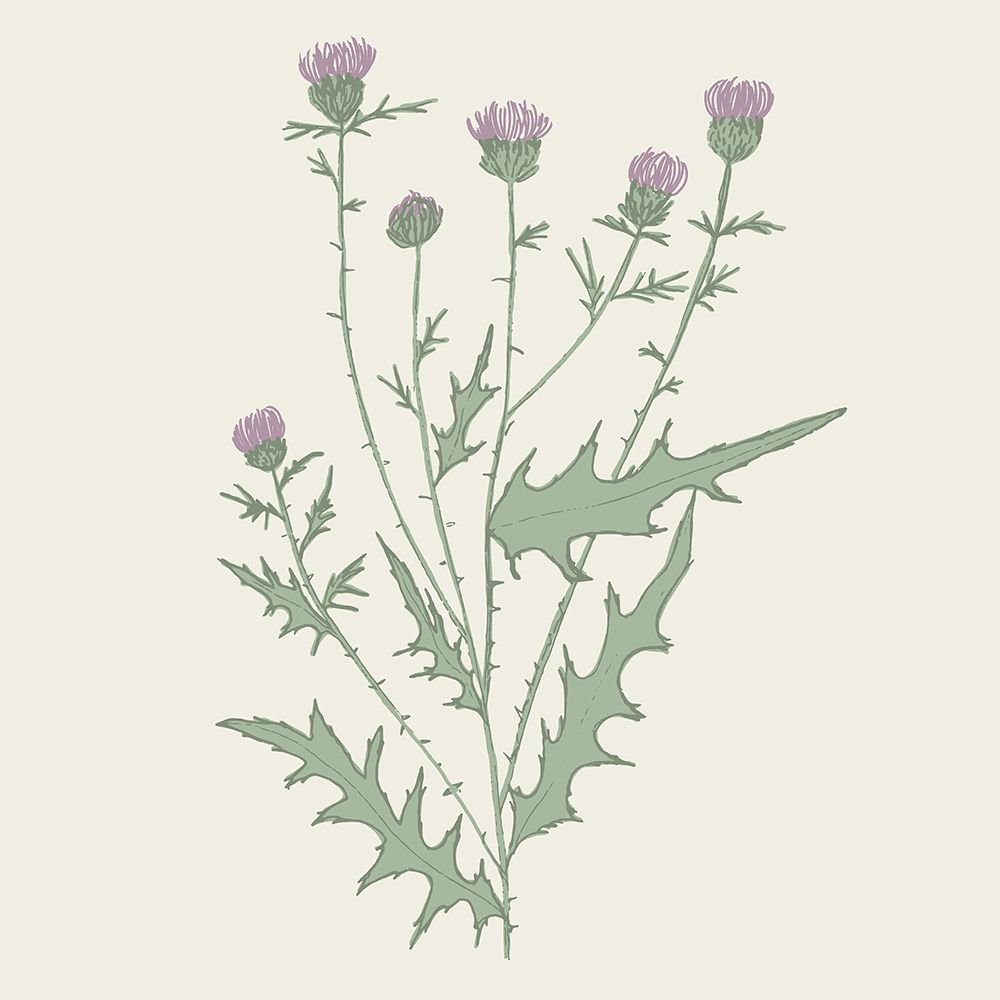 Purple Bull Thistle art print by Sweet Melody Designs for $57.95 CAD