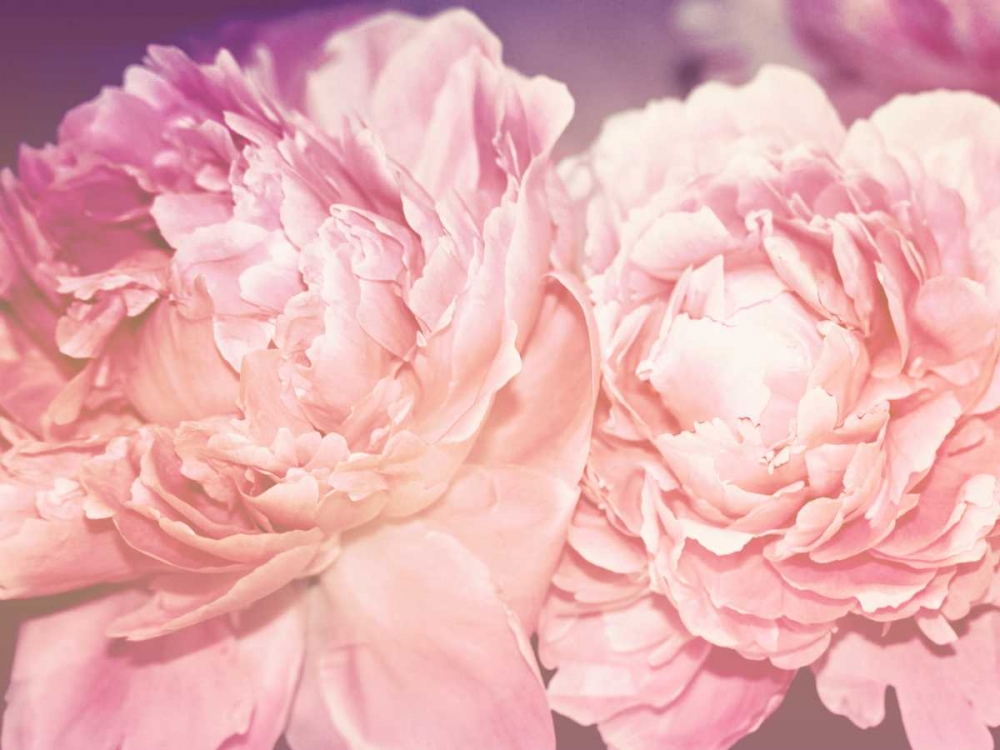 Pink Peony art print by Davis Ashley for $57.95 CAD