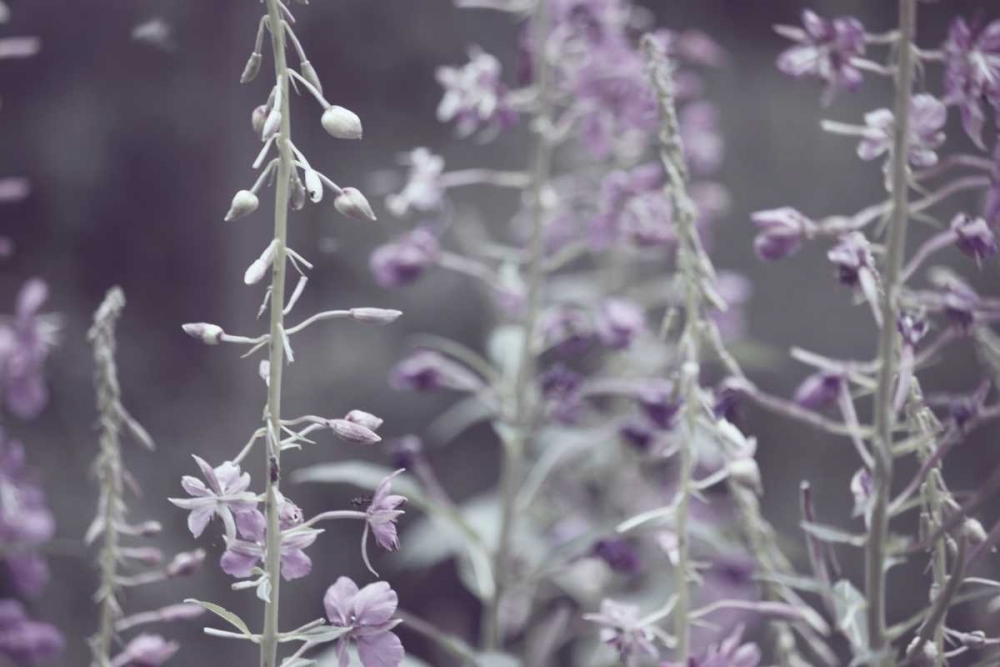 Lavender bushes art print by Ashley Davis for $57.95 CAD