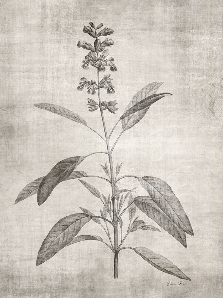 Sepia Botanical 1 art print by Denise Brown for $57.95 CAD