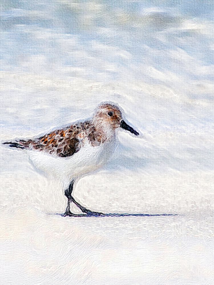 Sandpiper art print by Denise Brown for $57.95 CAD
