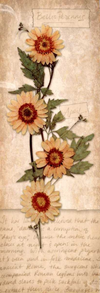 April Daisy art print by Diane Stimson for $57.95 CAD