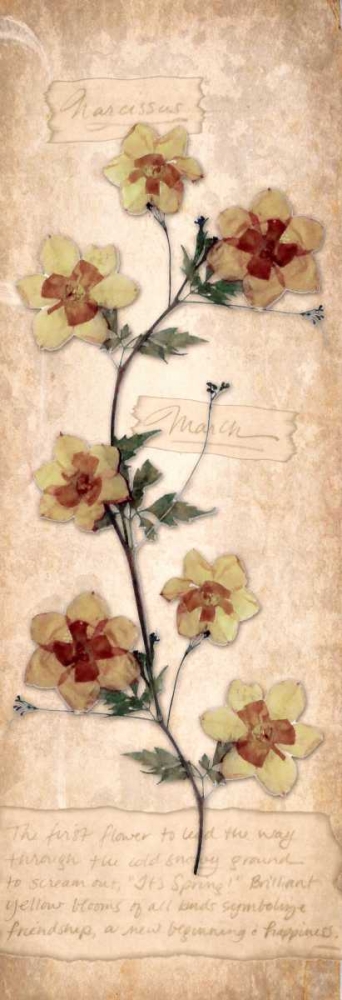 March Daffodil art print by Diane Stimson for $57.95 CAD