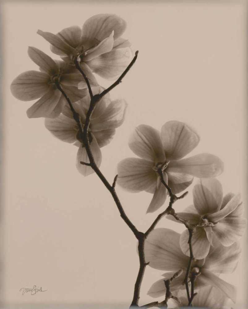 Magnolias 1 art print by Diane Stimson for $57.95 CAD