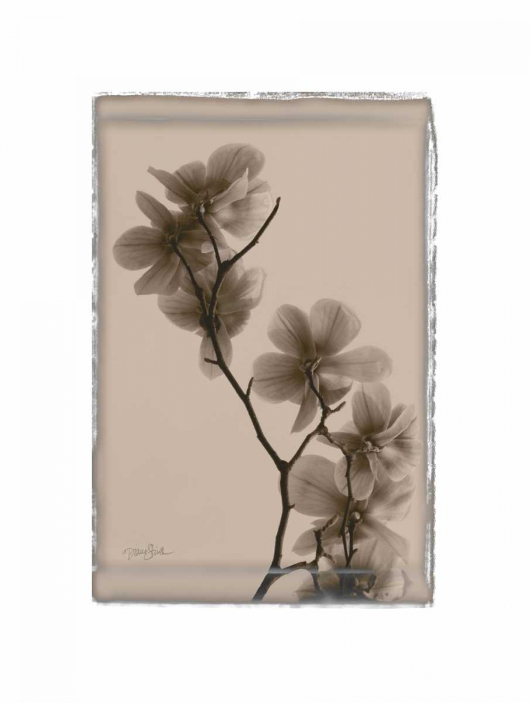 Magnolias art print by Diane Stimson for $57.95 CAD