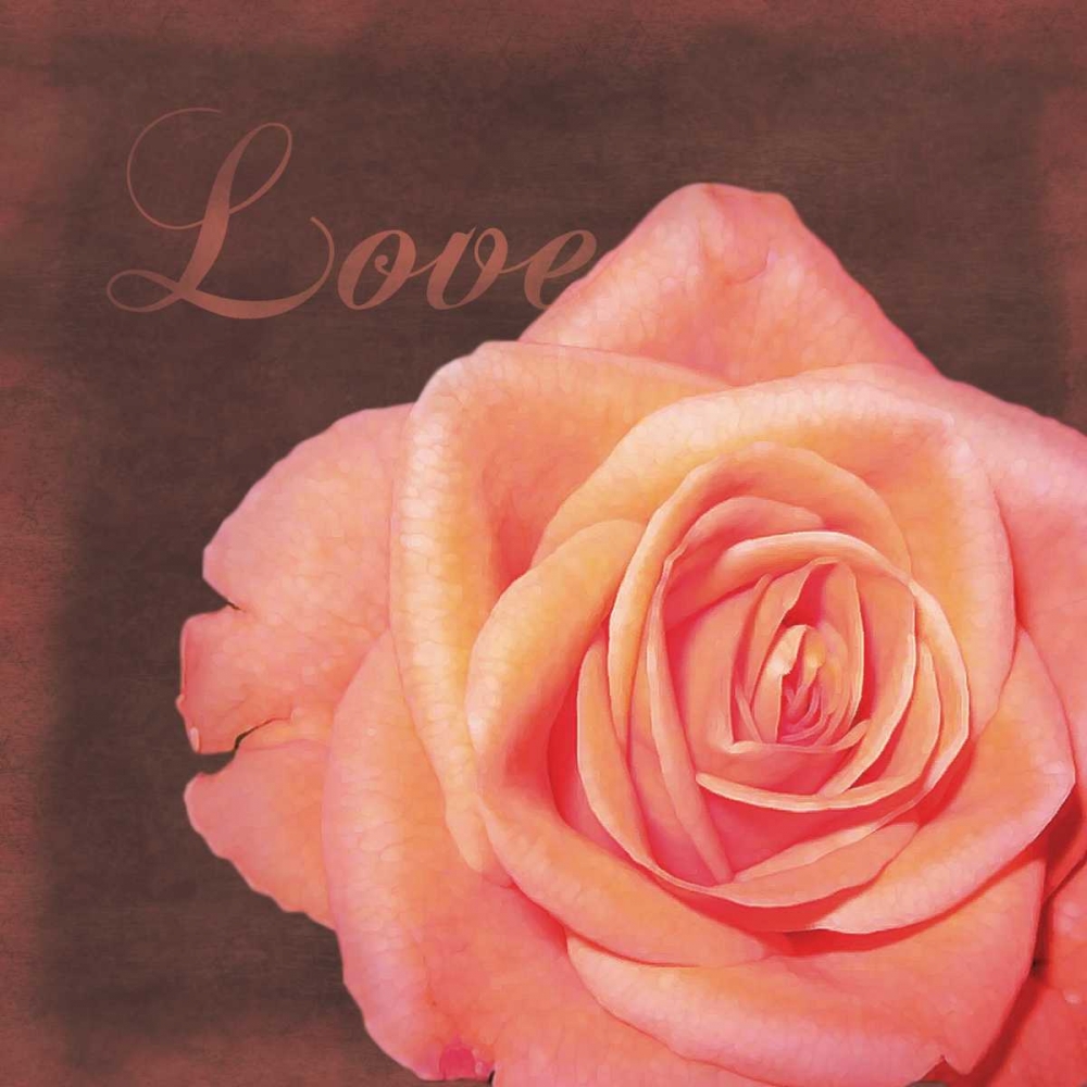 Love Rose art print by Lauren Gibbons for $57.95 CAD