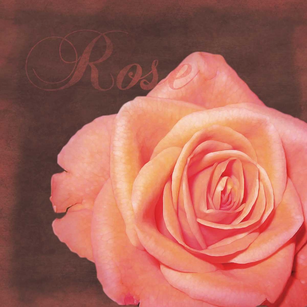 Rose Flower art print by Lauren Gibbons for $57.95 CAD