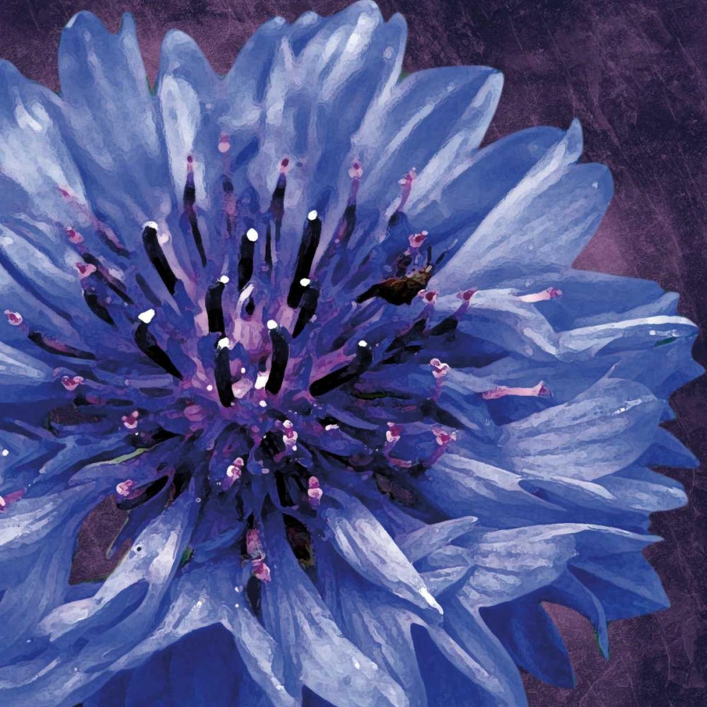 Purple Flower art print by Lauren Gibbons for $57.95 CAD