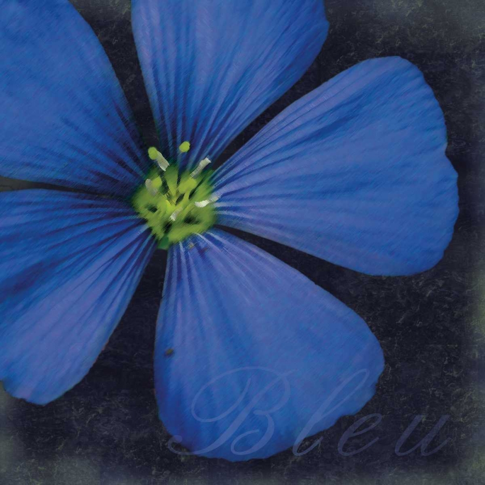 Bleu Flower art print by Lauren Gibbons for $57.95 CAD