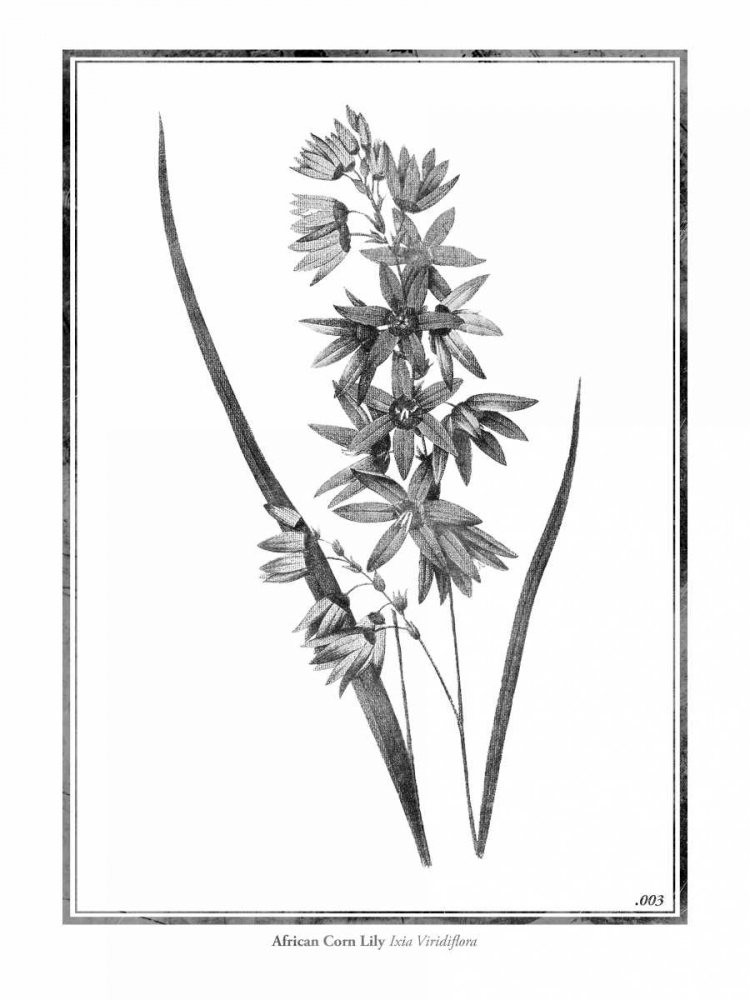 African Corn Lily art print by Jace Grey for $57.95 CAD