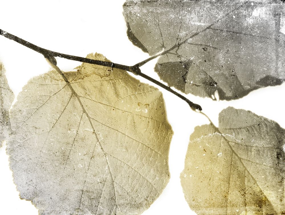 Classic Leaves White art print by Jace Grey for $57.95 CAD
